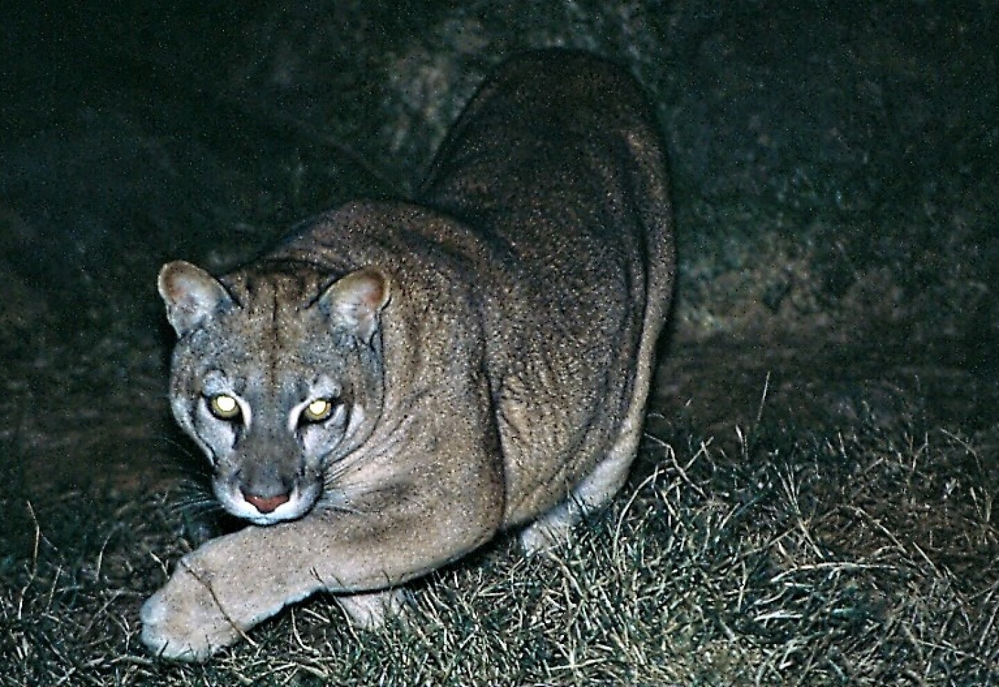 La puma en la vida real best sale